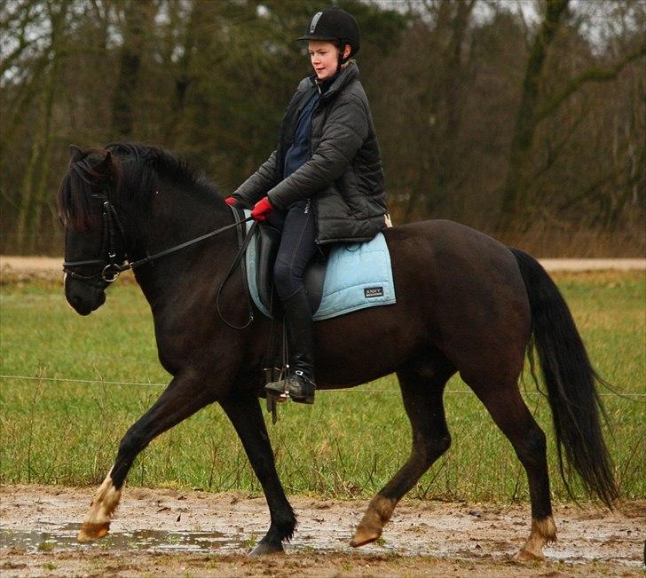 Anden særlig race Arkiball <3 billede 4