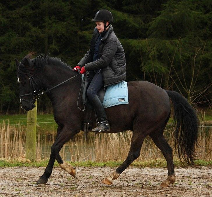 Anden særlig race Arkiball <3 billede 10