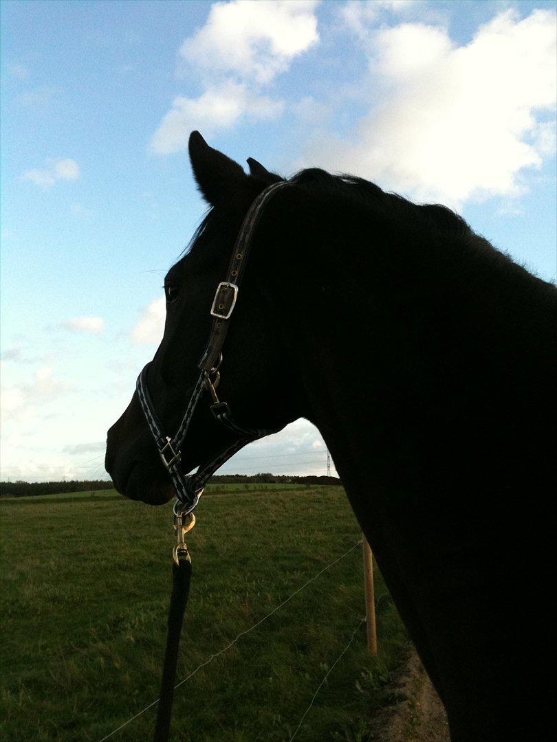 Trakehner Pivo billede 3