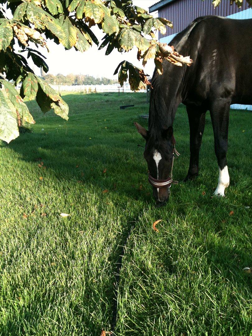 Trakehner Pivo billede 4