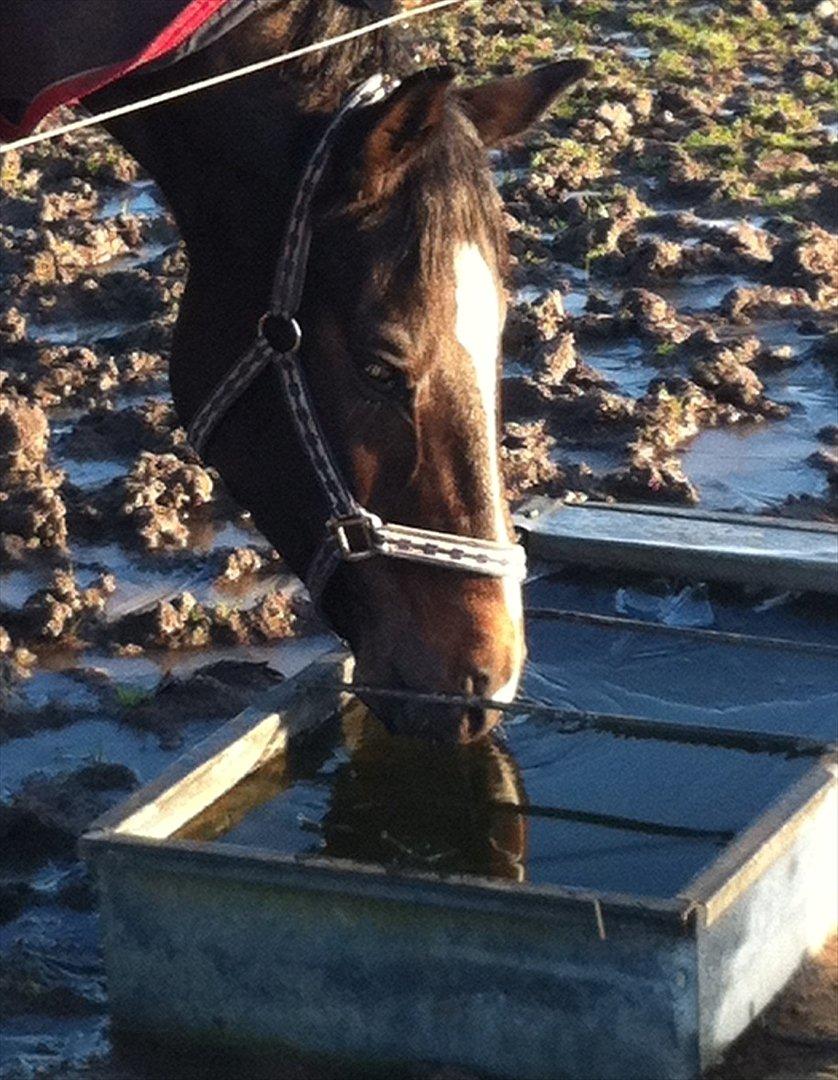 Trakehner Pivo billede 5