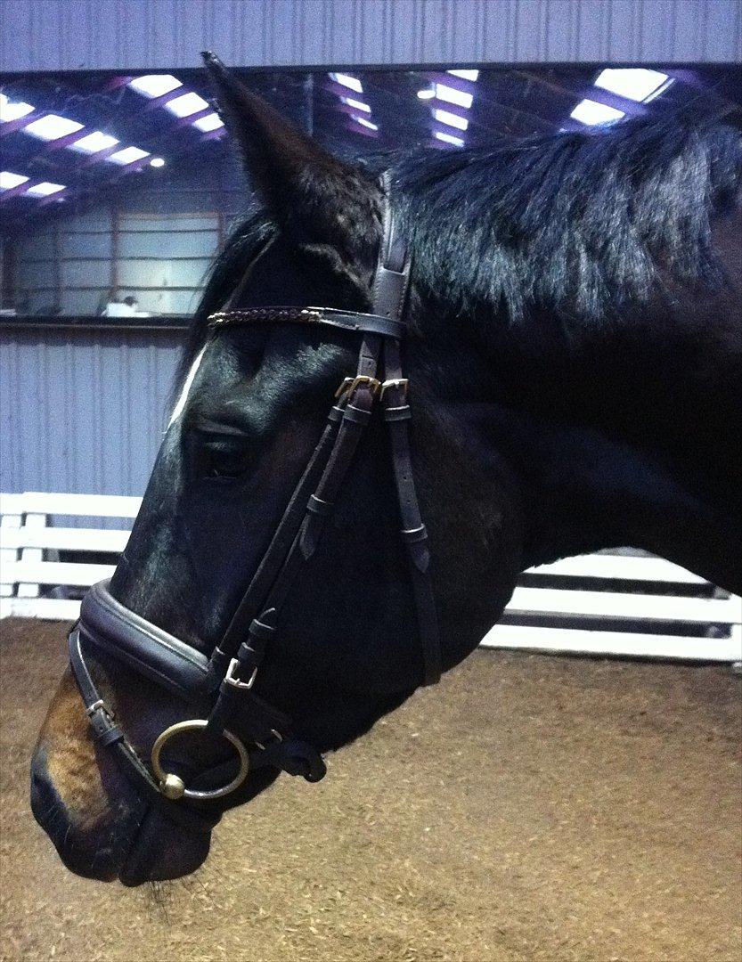 Trakehner Pivo billede 6