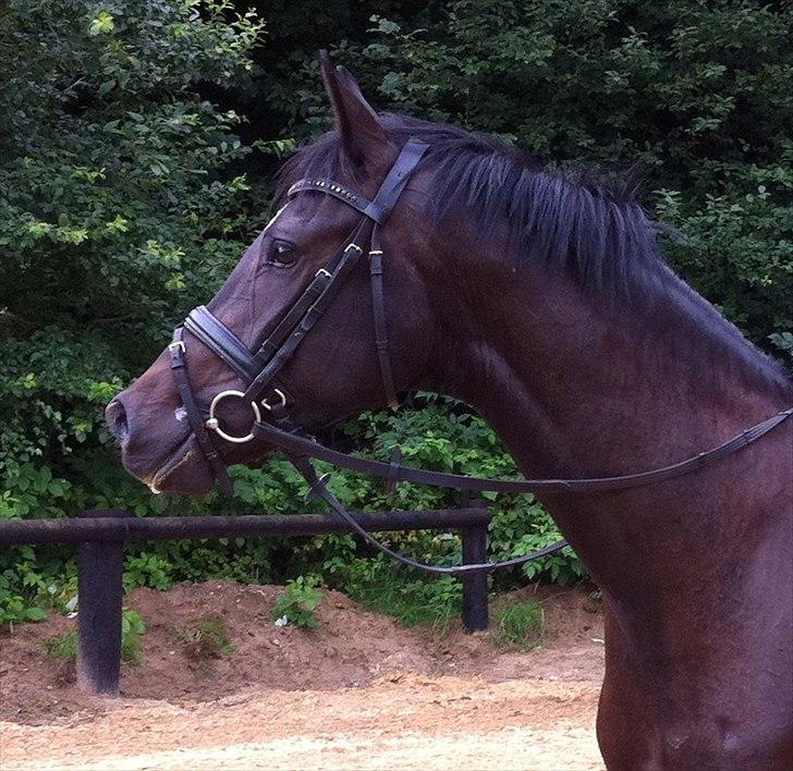 Trakehner Pivo billede 7