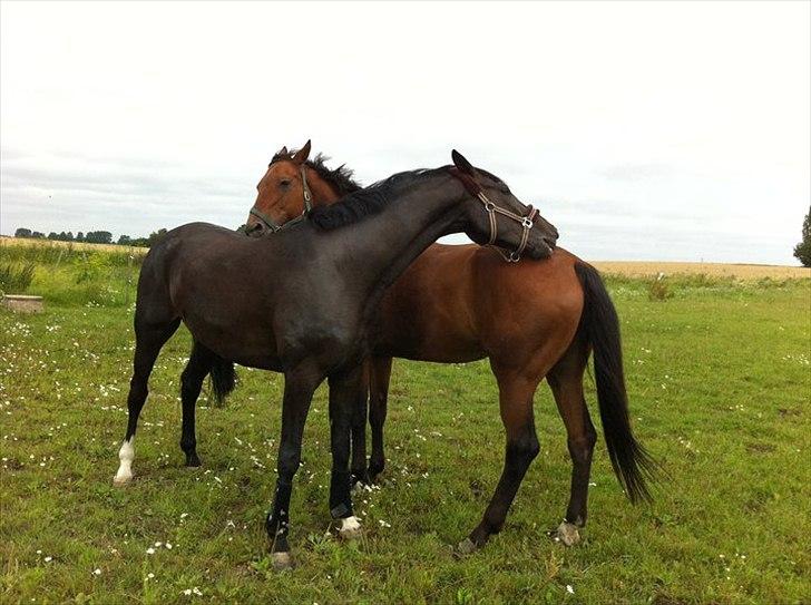 Trakehner Pivo billede 8