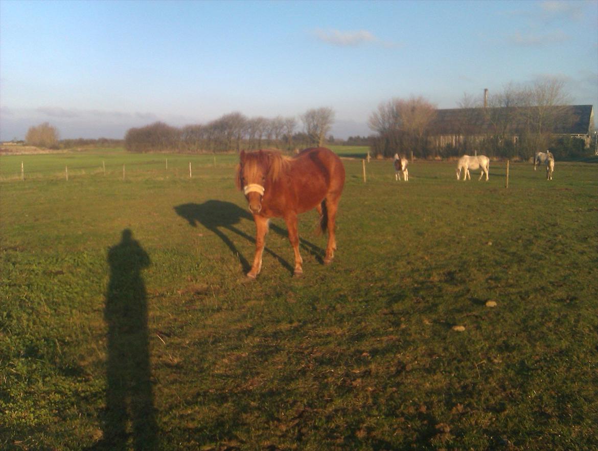 Anden særlig race Rosa(-: billede 4