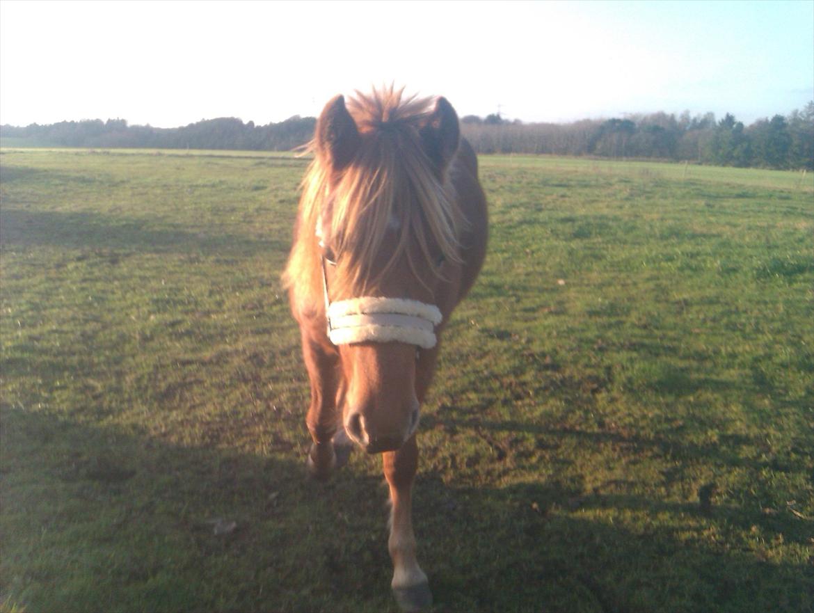 Anden særlig race Rosa(-: billede 9