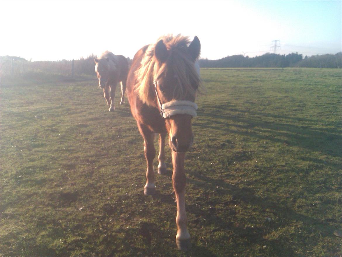 Anden særlig race Rosa(-: billede 10