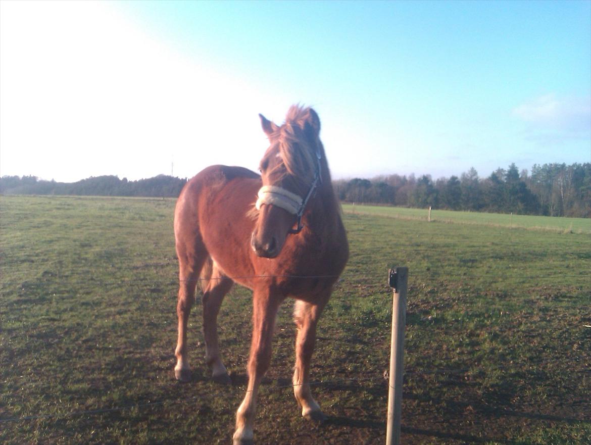 Anden særlig race Rosa(-: billede 15