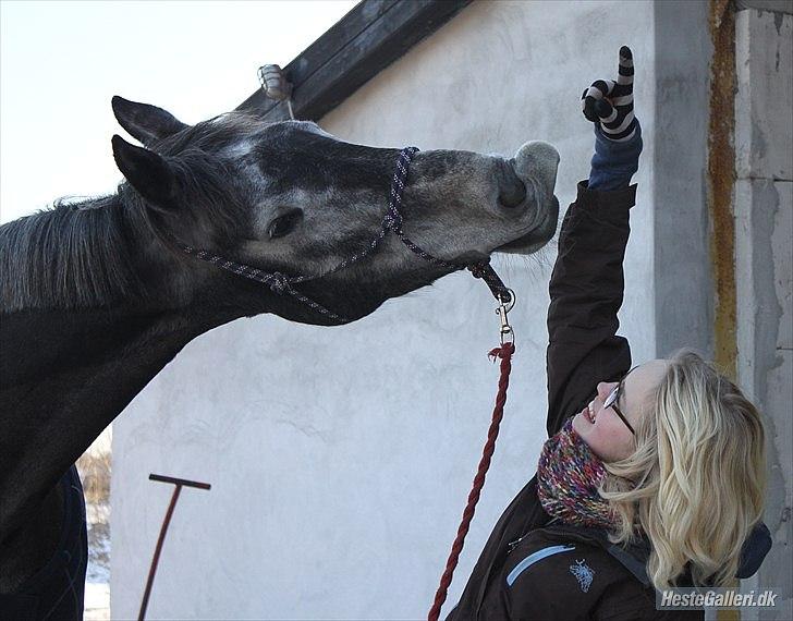 Hollandsk Varmblod Wodan 'Grumse' - Grumse og Astrid :) billede 15