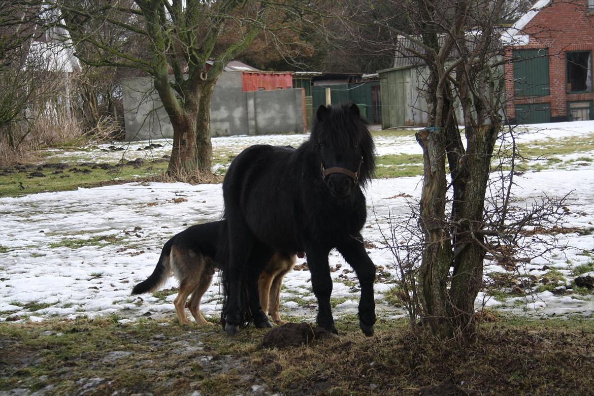 Anden særlig race Lucas - Hygger med hunden Paw :-) billede 3