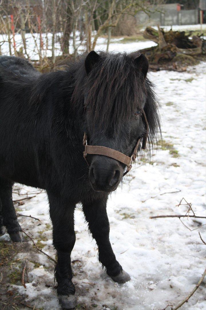 Anden særlig race Lucas - Bambi på glat is :-)<3 billede 4