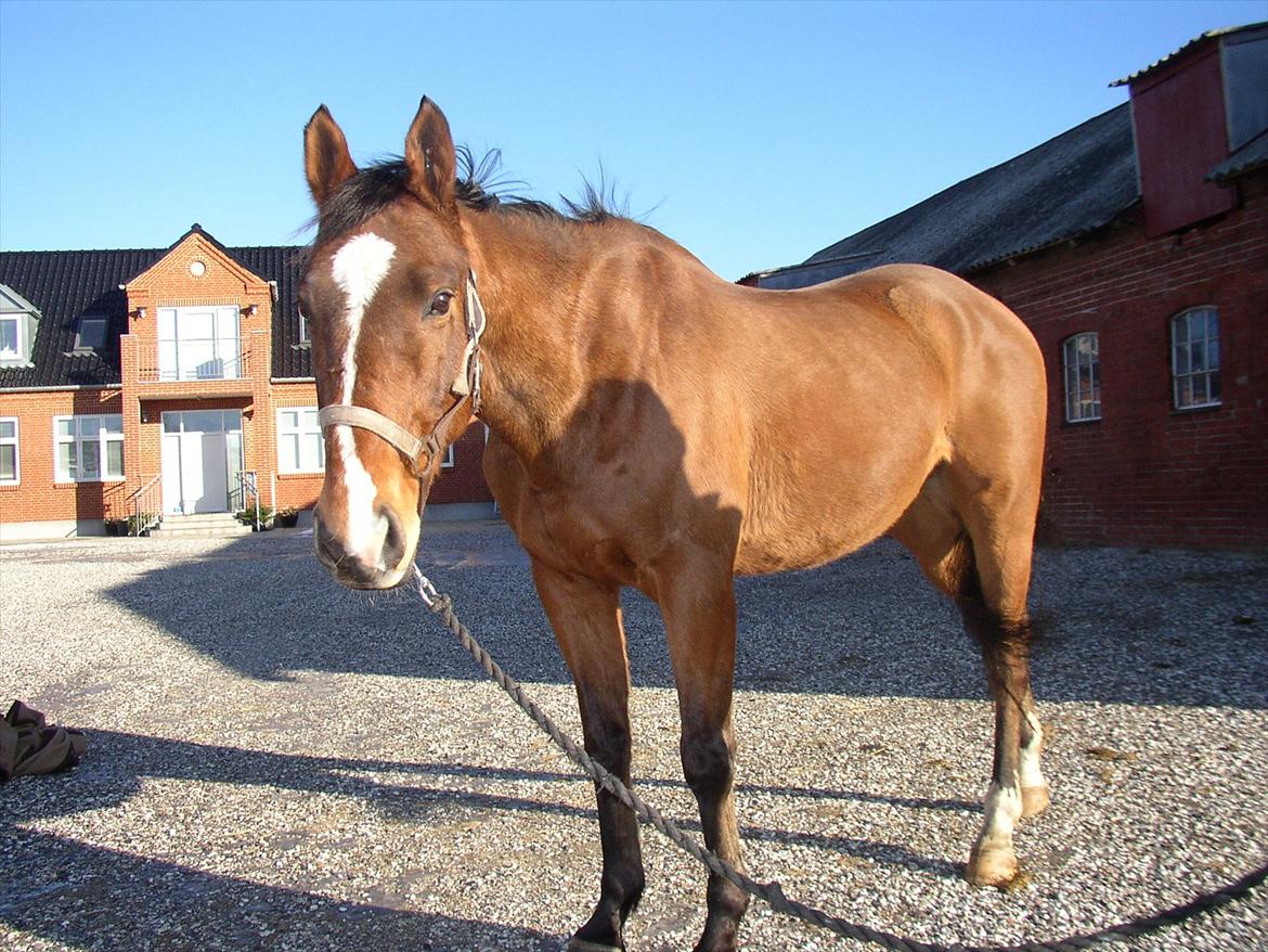 Fuldblod (XX) Sir Pride (R.I.P sov godt min dreng) billede 1