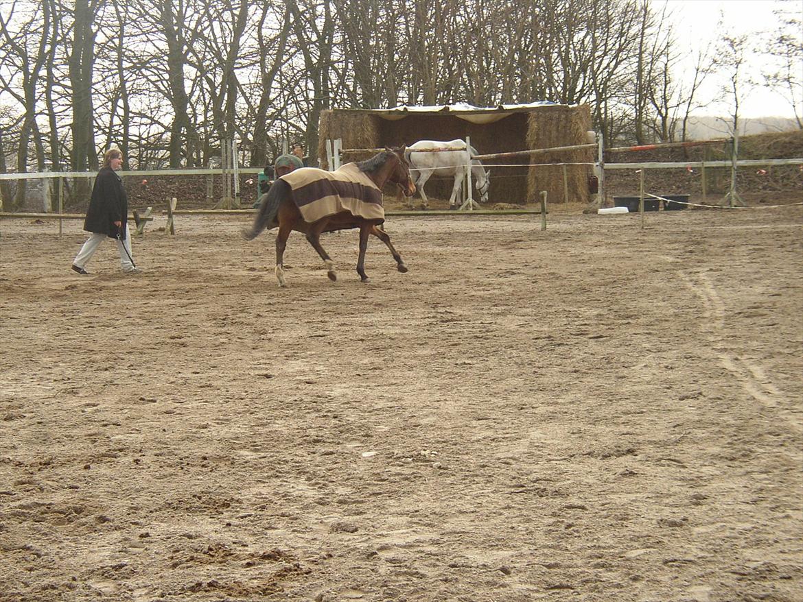 Fuldblod (XX) Sir Pride (R.I.P sov godt min dreng) billede 2