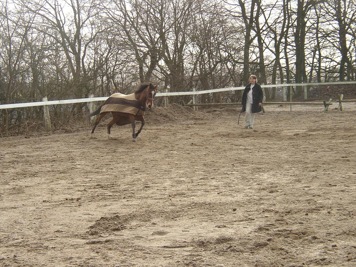 Fuldblod (XX) Sir Pride (R.I.P sov godt min dreng) billede 3