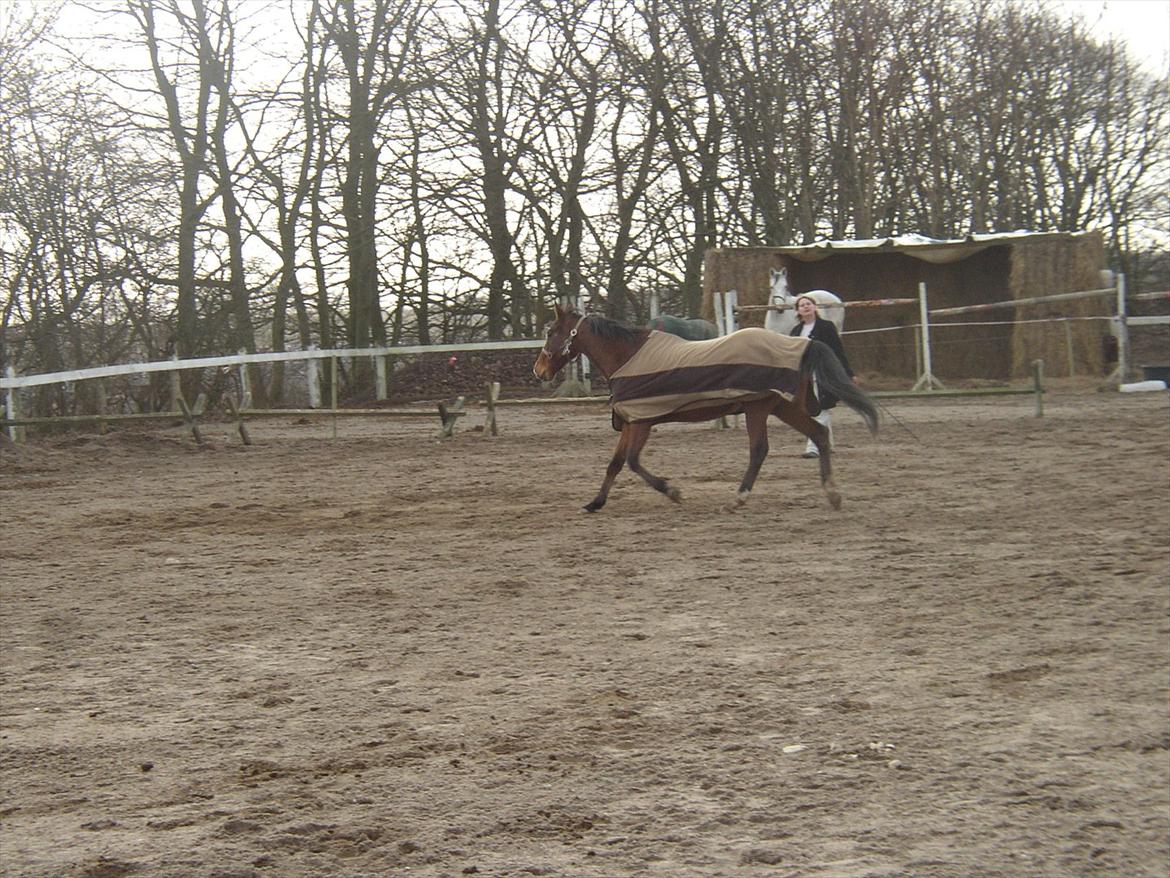 Fuldblod (XX) Sir Pride (R.I.P sov godt min dreng) billede 4