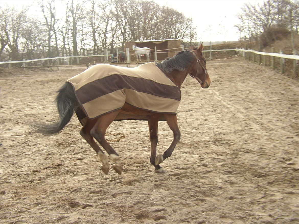 Fuldblod (XX) Sir Pride (R.I.P sov godt min dreng) billede 5