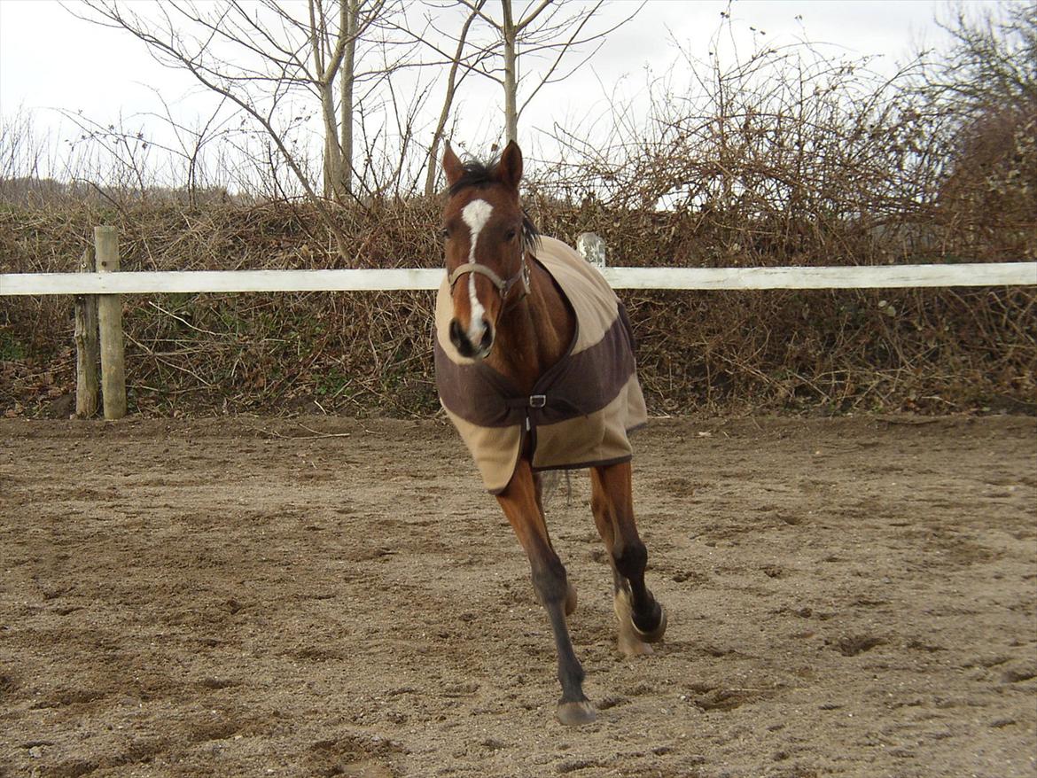 Fuldblod (XX) Sir Pride (R.I.P sov godt min dreng) billede 6