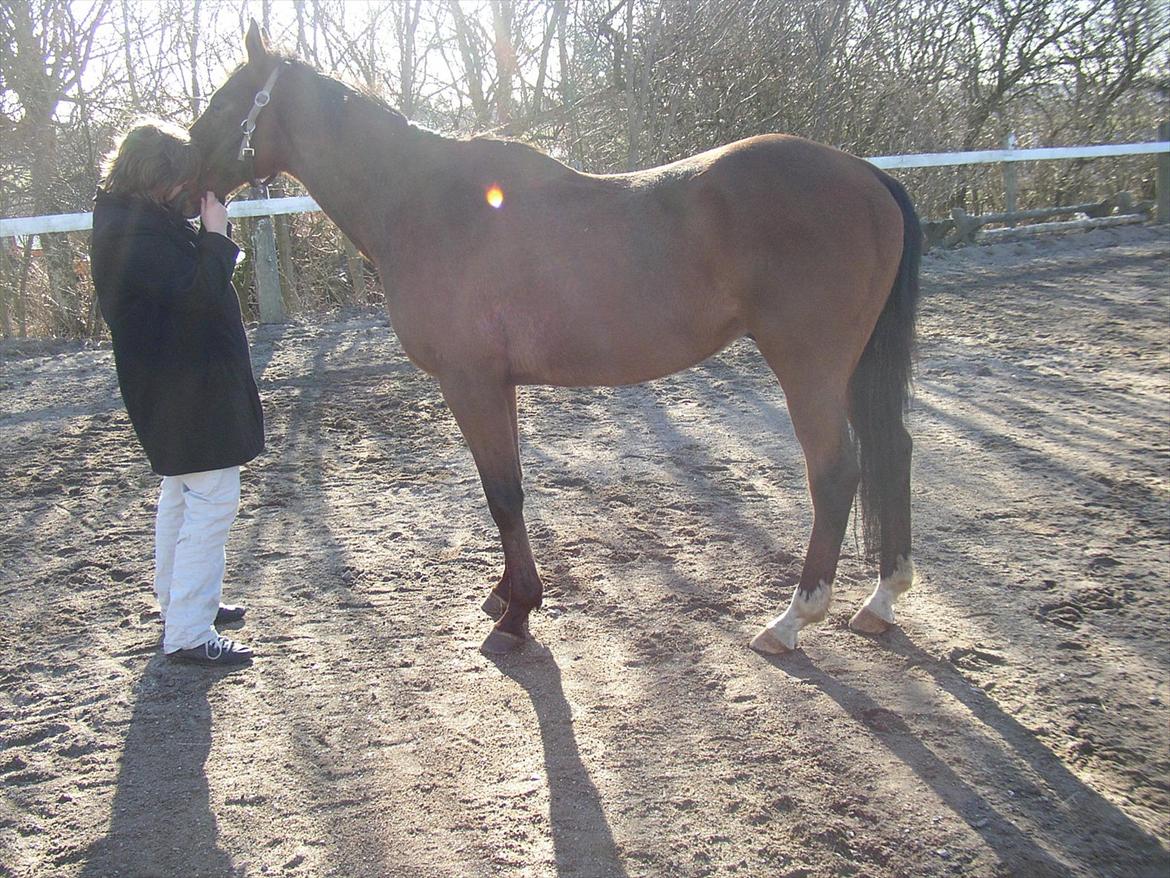 Fuldblod (XX) Sir Pride (R.I.P sov godt min dreng) billede 7