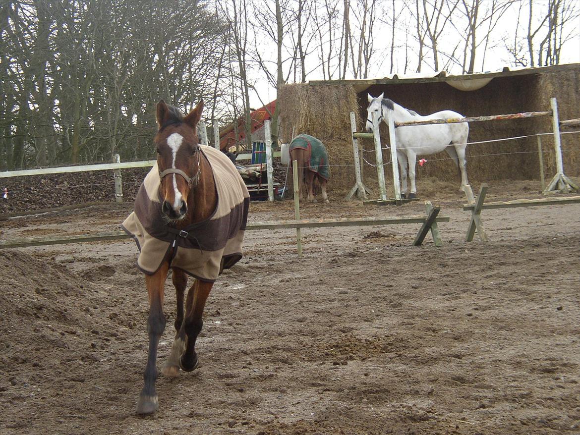 Fuldblod (XX) Sir Pride (R.I.P sov godt min dreng) billede 8