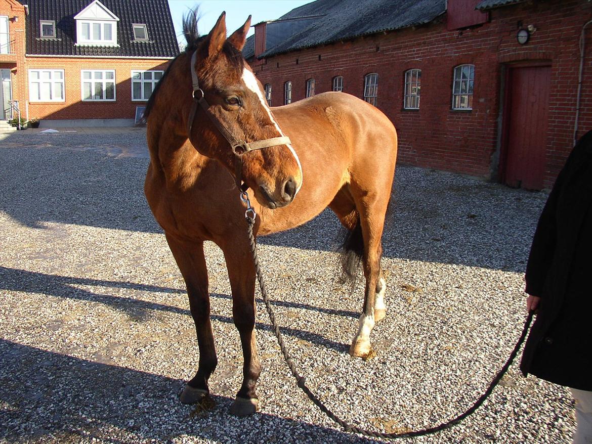 Fuldblod (XX) Sir Pride (R.I.P sov godt min dreng) billede 9