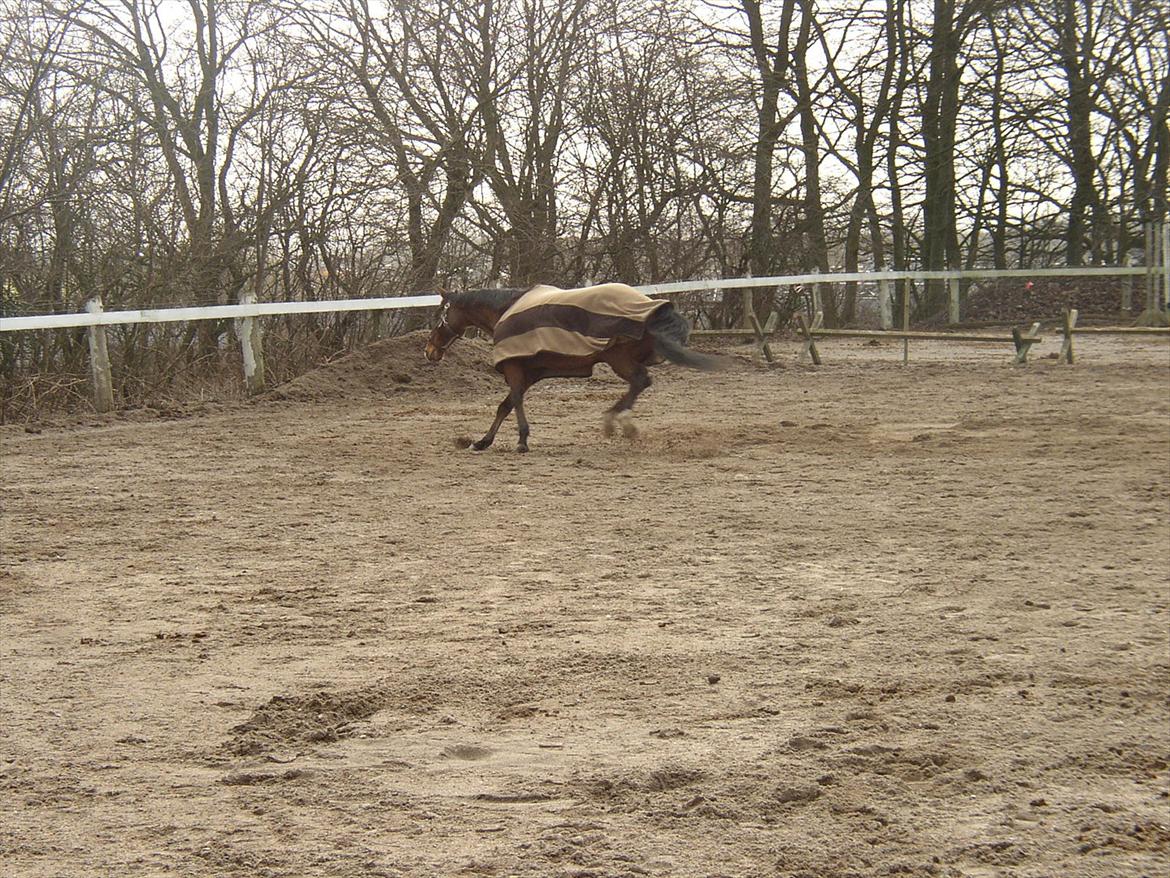 Fuldblod (XX) Sir Pride (R.I.P sov godt min dreng) billede 10