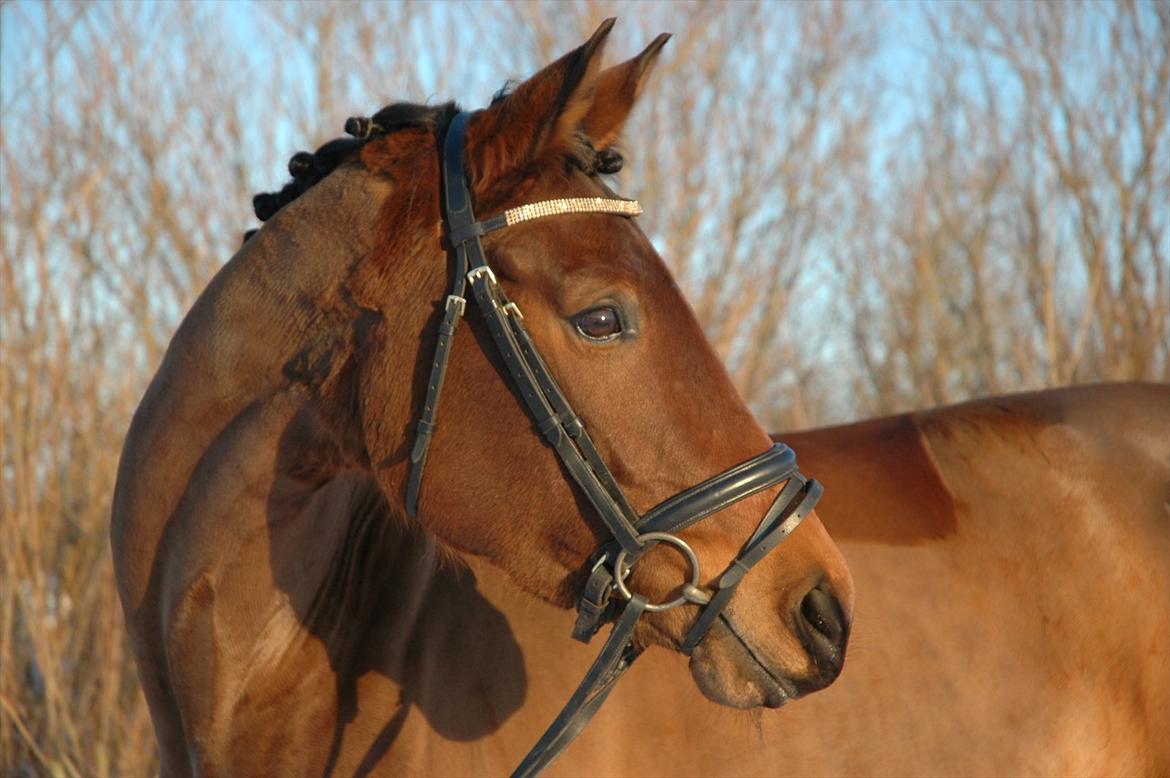 Dansk Varmblod Meldgårds Libell - Den smukke i sneen <3 billede 20