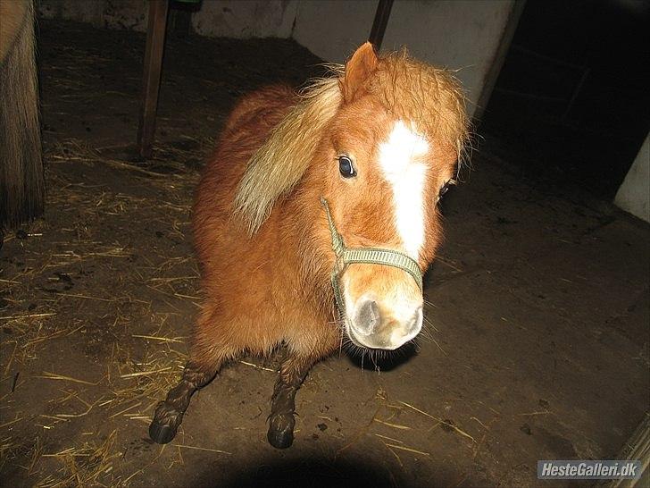 Shetlænder Jeg Elsker Dig Alberte <3<3 Smukke Dig - Hoho her er jeg :-P billede 9