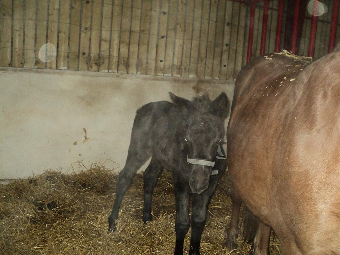 Anden særlig race s Düvel billede 11