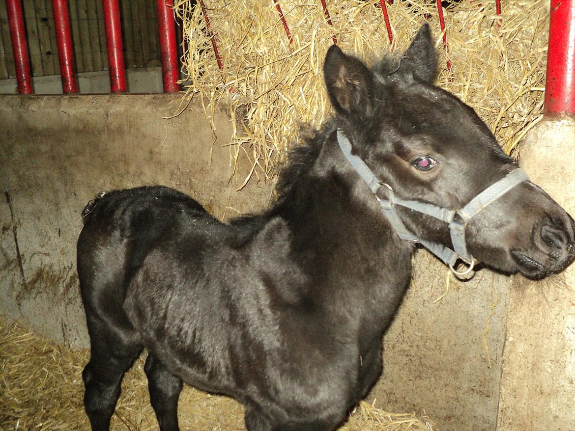 Anden særlig race s Düvel billede 12