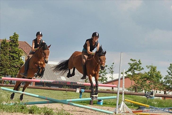 New Forest -Lilholdst Paloma [TheDreamHorse] - MSP FOTO. billede 10