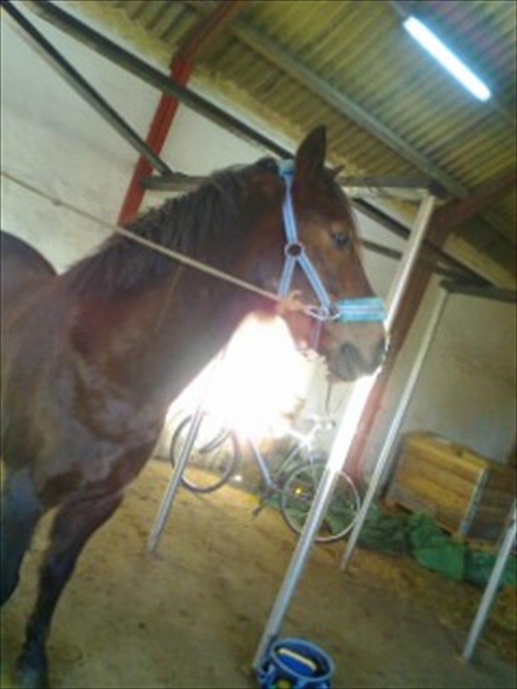 DSP Horsmarks Liberkin (DSP) - Liberkin <3 billede 10