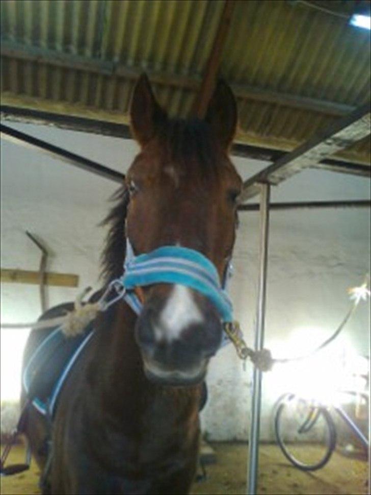 DSP Horsmarks Liberkin (DSP) billede 11