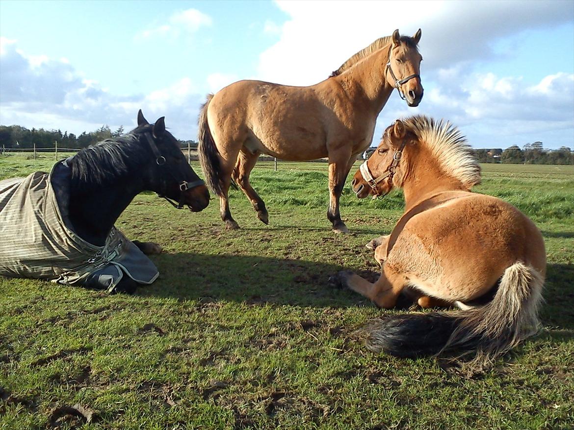 Anden særlig race Perle (Trænede/Red) - Perle hygger med hendes "reserve" mor Tai og "reserve"far Seven :-)) billede 18