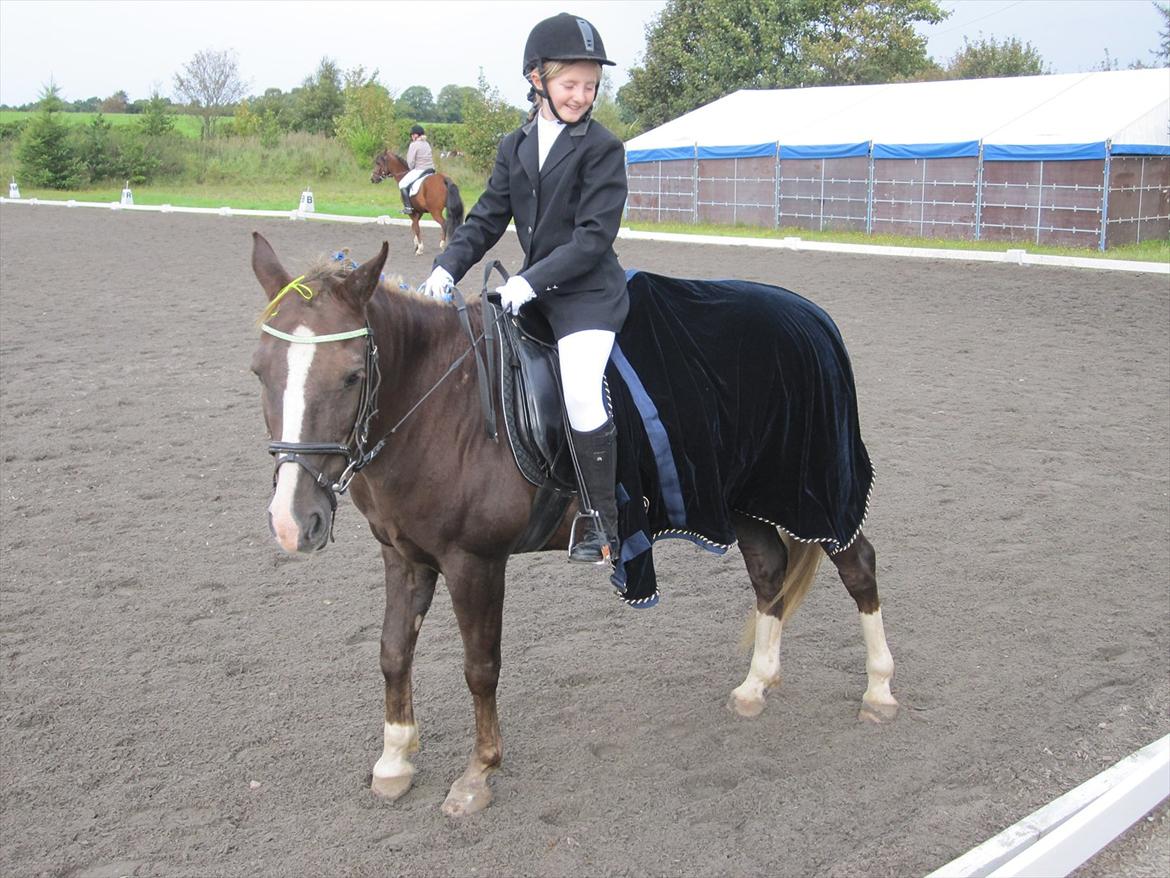 Anden særlig race Lucky SOLGT - Har lige redet LD 2 og det gik rigtig godt. billede 8