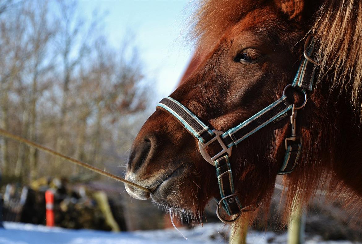 Shetlænder Tøttrups Lippa - It's easy to say, 'I love you,' to someone, but it's more meaningful to thank someone for loving you. ♥ 
Lippa med hegn i munden.. tror ikke hun har jordforbindelse? ;-) billede 7