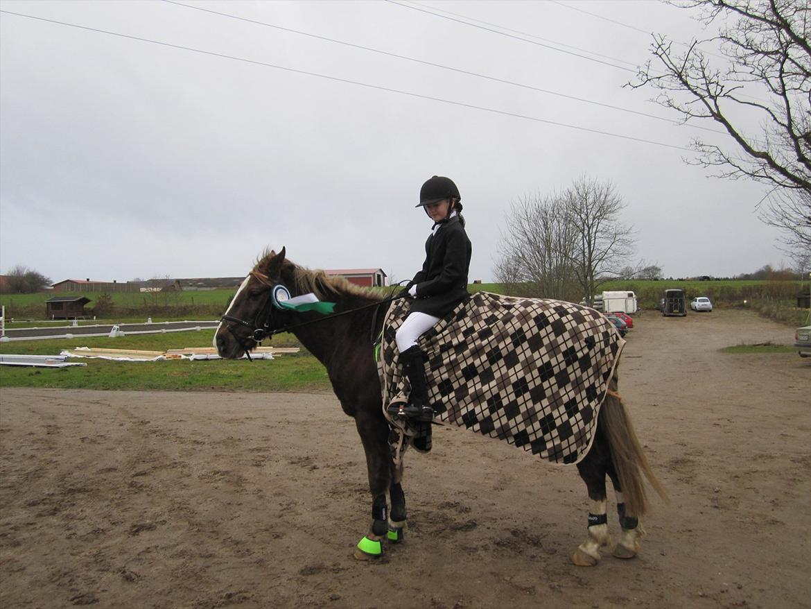Anden særlig race Lucky SOLGT - Jeg fik en 3. plads i årets bedste elev dressur rytter. billede 13