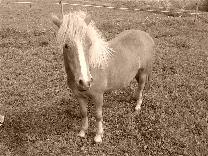 Shetlænder Prinsessa *Sessa* - Velkommen til Prinsessa's profil<3
 billede 1