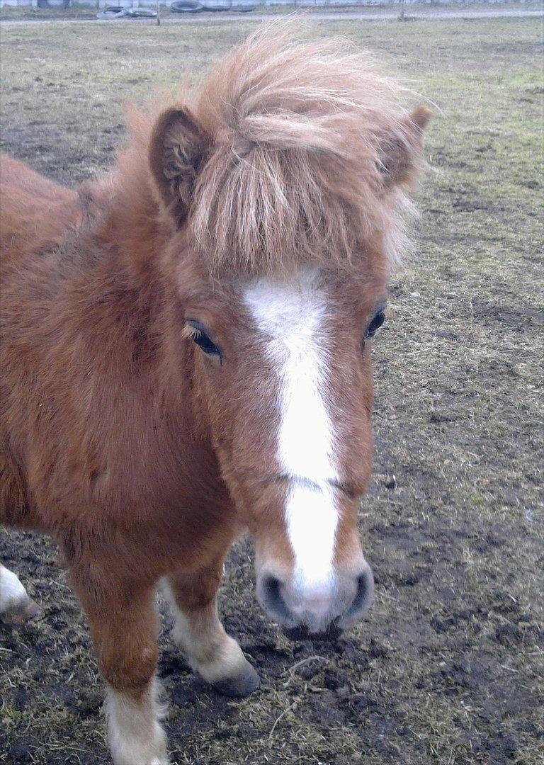 Shetlænder Prinsessa *Sessa* - Lille tot..!!<3 billede 2