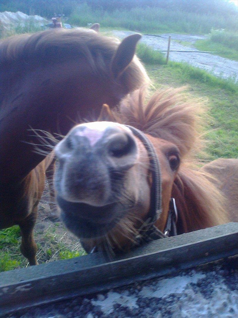 Shetlænder Prinsessa *Sessa* billede 3