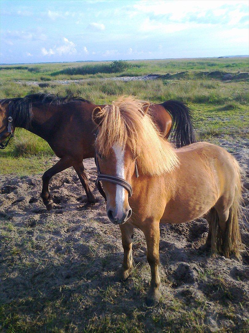 Shetlænder Prinsessa *Sessa* billede 4