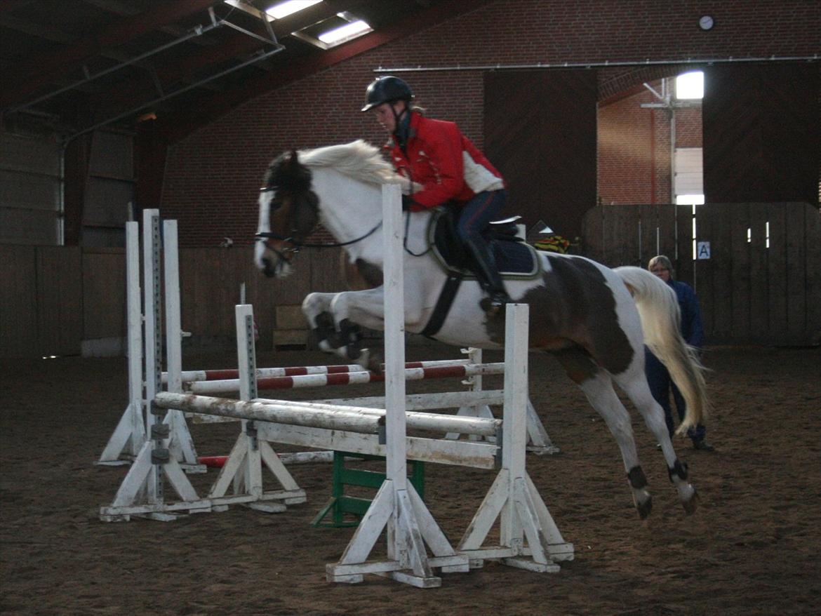 Anden særlig race Feleks - 12-02-2012 (Foto: Pernille) billede 18