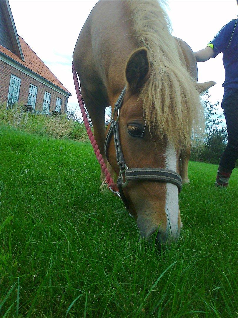 Shetlænder Prinsessa *Sessa* billede 5