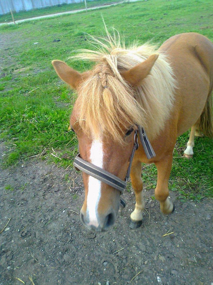 Shetlænder Prinsessa *Sessa* billede 6