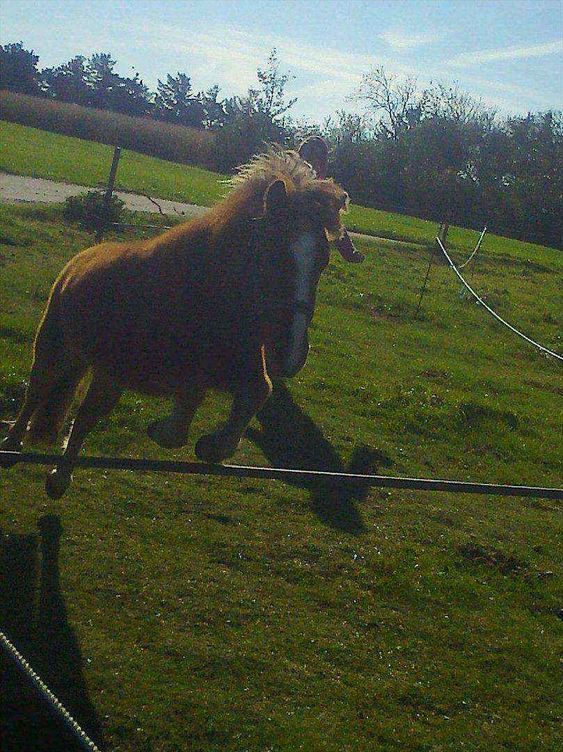 Shetlænder Prinsessa *Sessa* billede 7