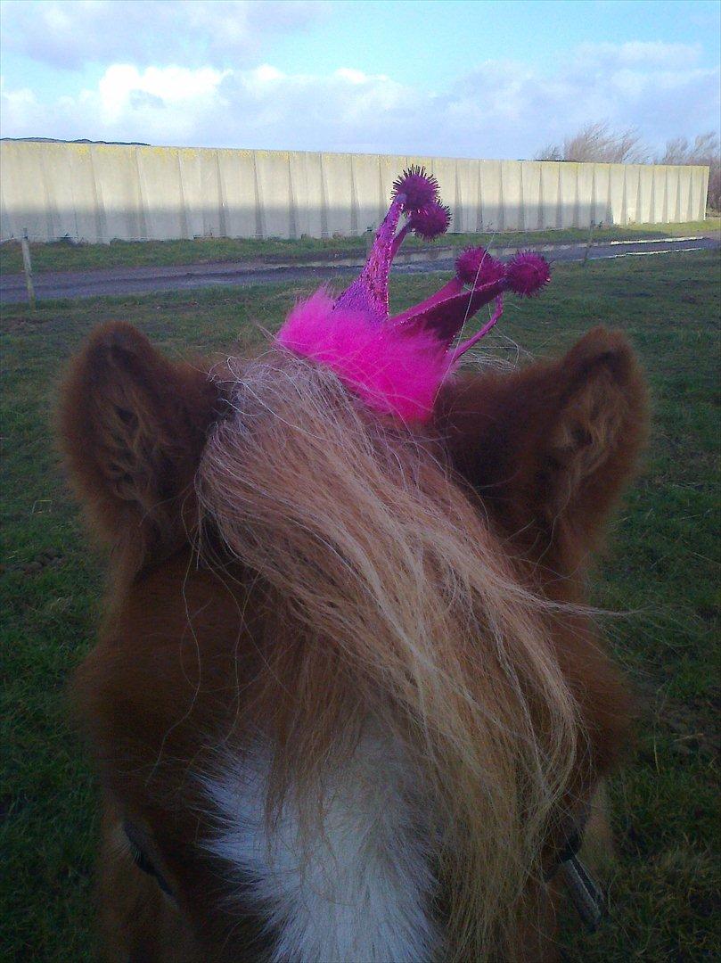 Shetlænder Prinsessa *Sessa* billede 8