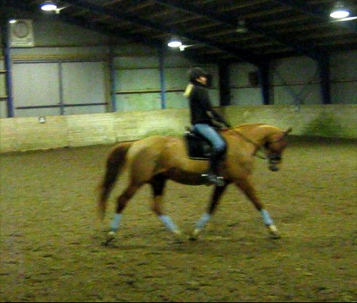 Dansk Varmblod Activ - Lidt træning fra vinteren 2011 <3
(Beklager kvaliteten - bedre ridebilleder vil komme) billede 4