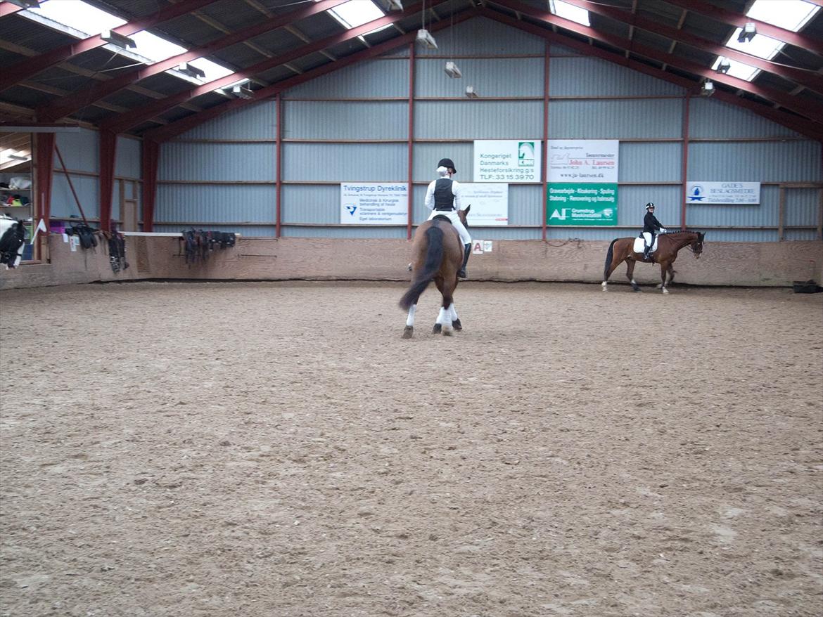 Anden særlig race Mister Gallon billede 7