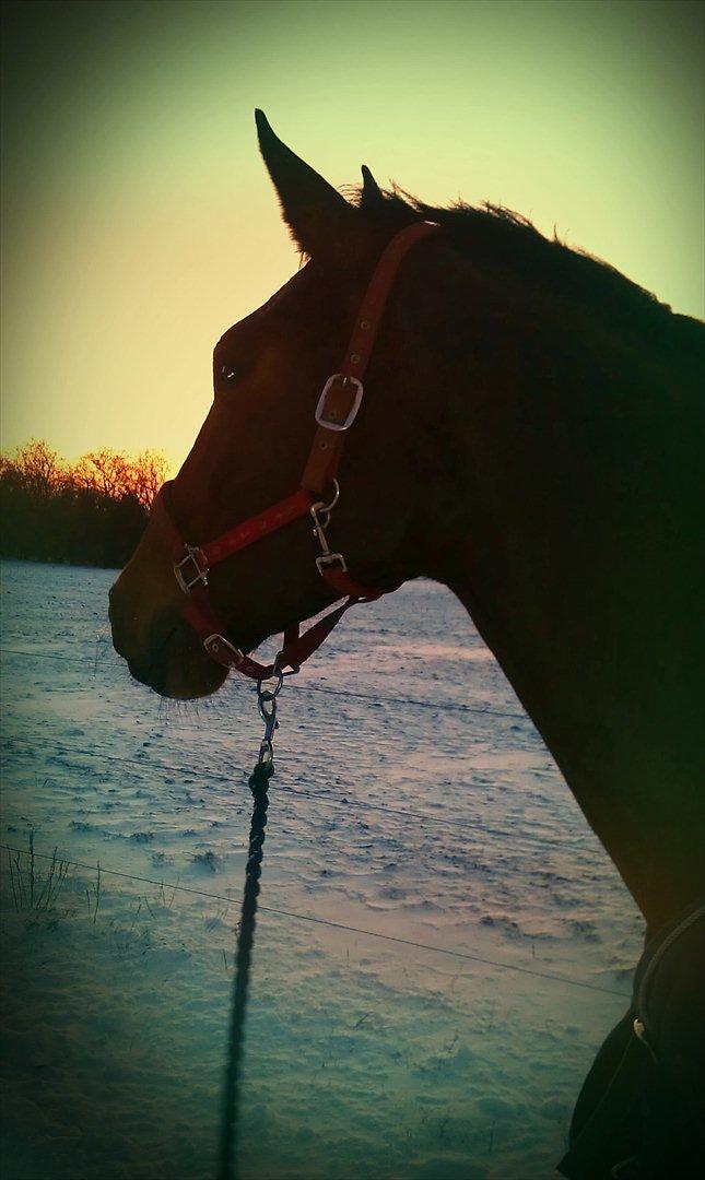 Anden særlig race Ziva Davîd  - Ziva. febuar 2012 billede 13