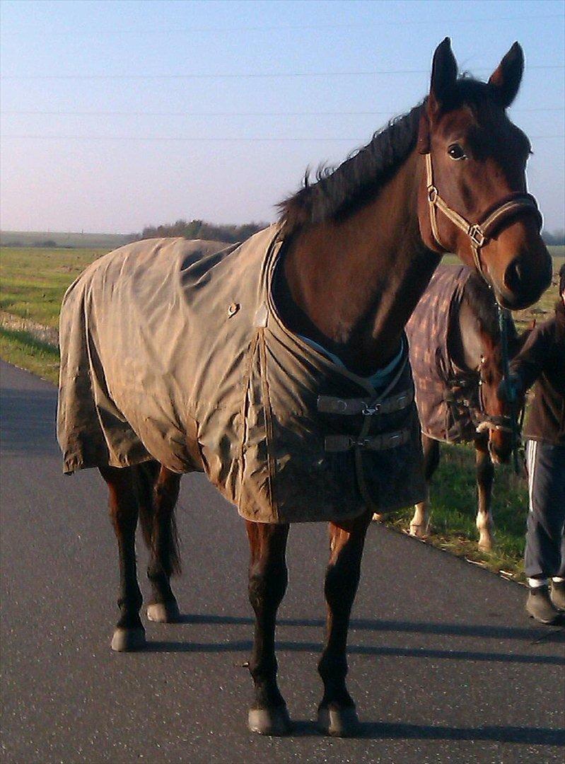 Anden særlig race Ziva Davîd  - oktober 2011 billede 14