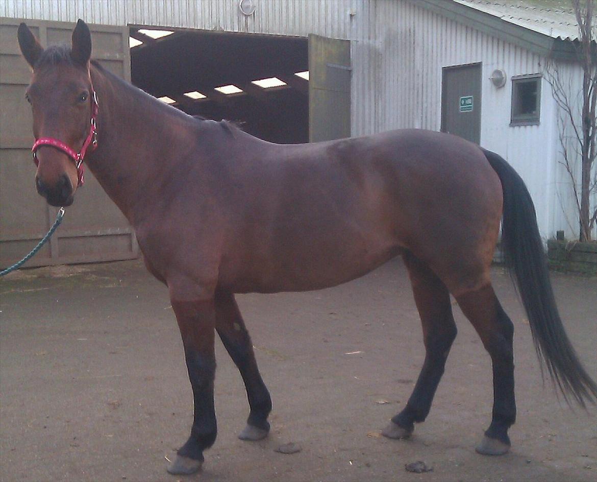 Anden særlig race Ziva Davîd  - november 2011 billede 15